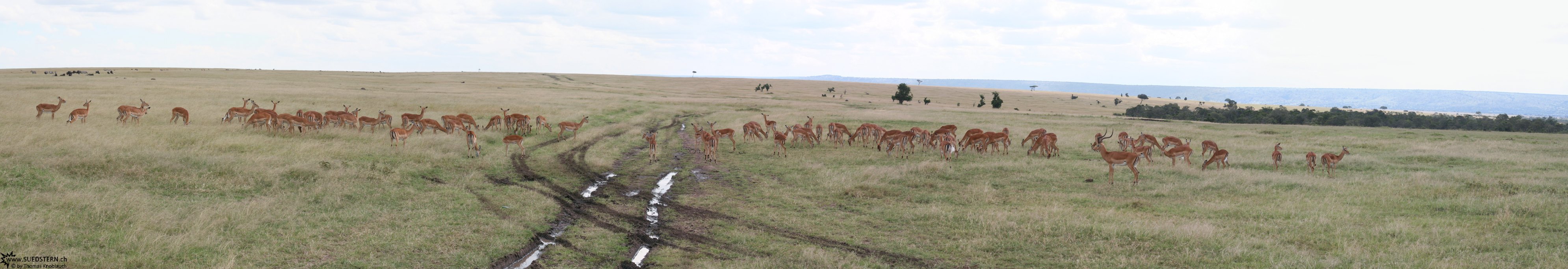 2007-04-14 - Kenya - Massai Mara - group of gazelles panorama